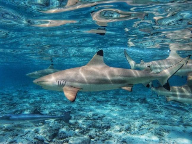 Rekiny w Morzu Egejskim