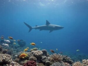 Czy w Morzu Egejskim spotkamy rekiny? Oto, co warto wiedzieć!